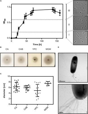 Cellular and Genomic Properties of Haloferax gibbonsii LR2-5, the Host of Euryarchaeal Virus HFTV1